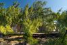 Villa in Roches Noires - Lilot