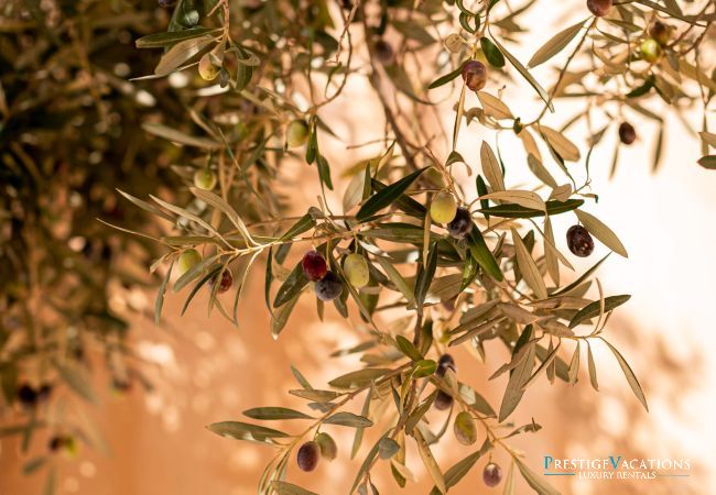 Villa in Formentera - Can Noves